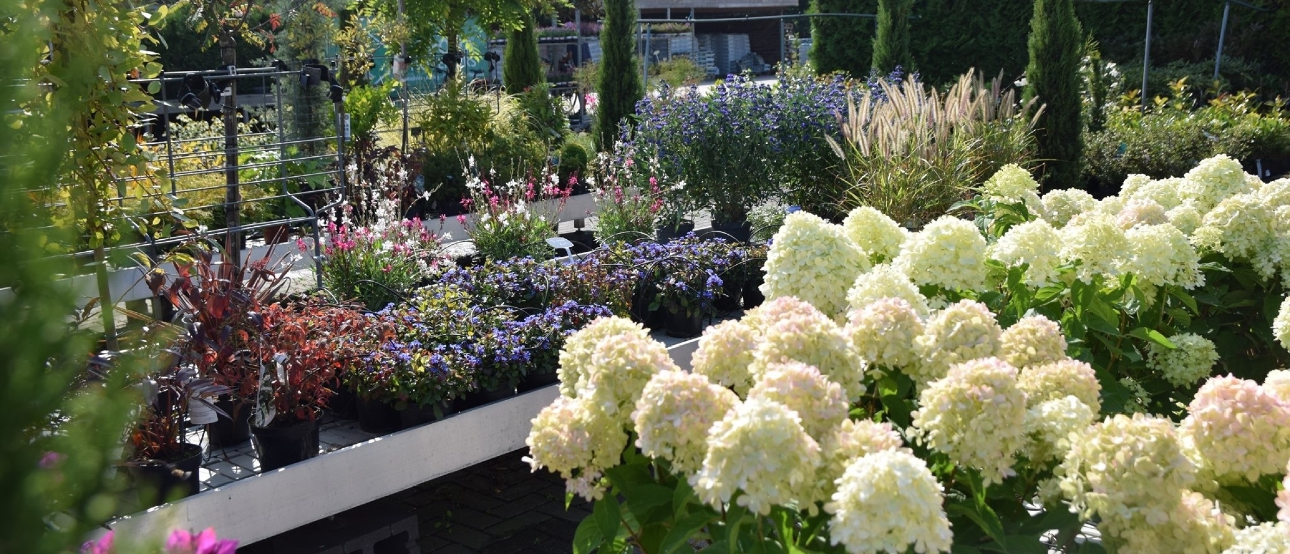 Najaar in de tuin: aanplanten, verzorgen en voorbereiden op kerst