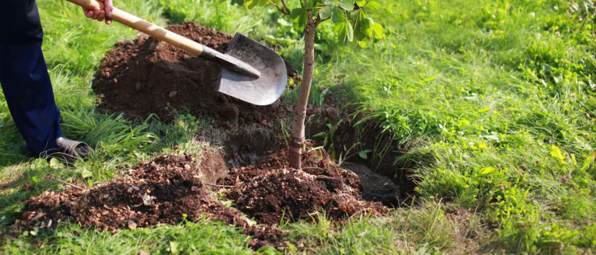 Hoe plant je een boom of plant met blote wortels of kluit?