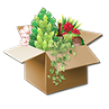 plantenpakket-kerstpakket-bestellen2