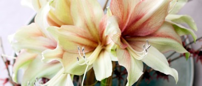 Amaryllis | Planten en verzorgen