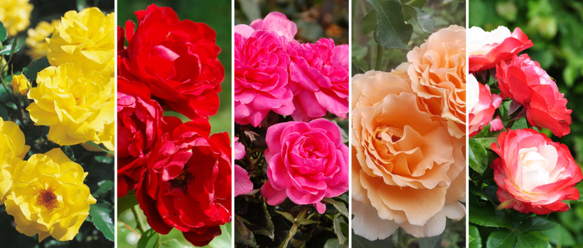 Razernij het is mooi Vijandig Soorten rozen | Welke soorten rozen zijn er? | Lepona.nl