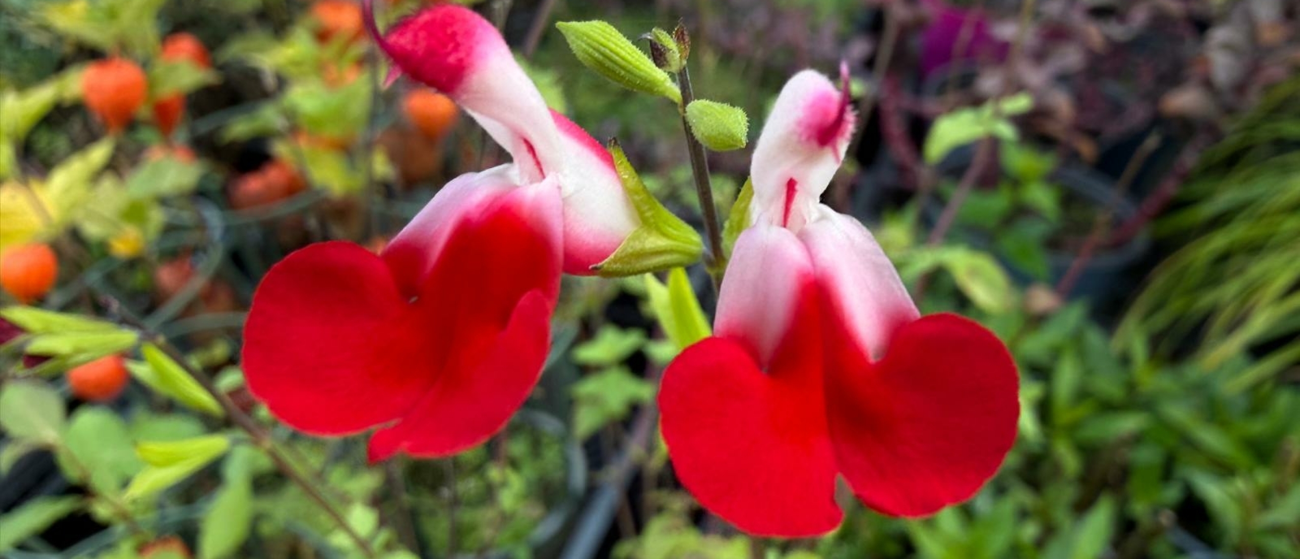 September: je tuin is nog lang niet klaar
