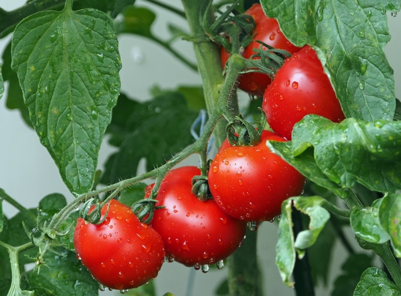 tomatenblad-planten-tegen-muggen