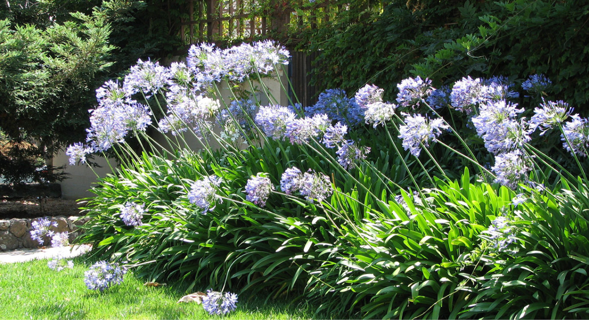 Tuin bemesten in de zomer Waar let je op? Lepona.nl