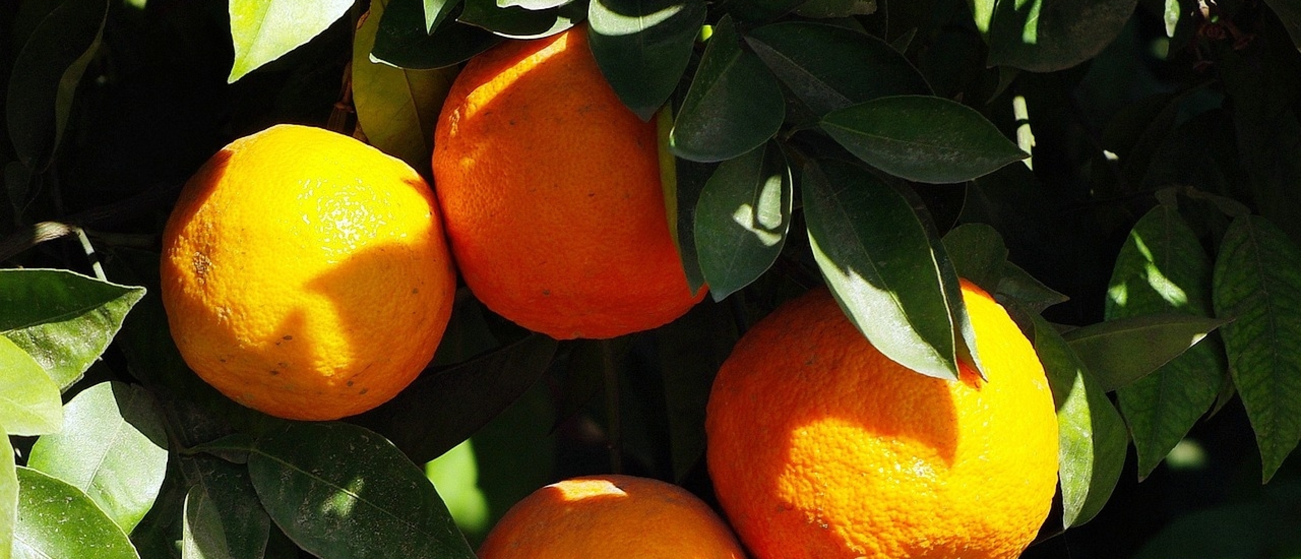 Hoe verzorg en snoei je de citrusboom?