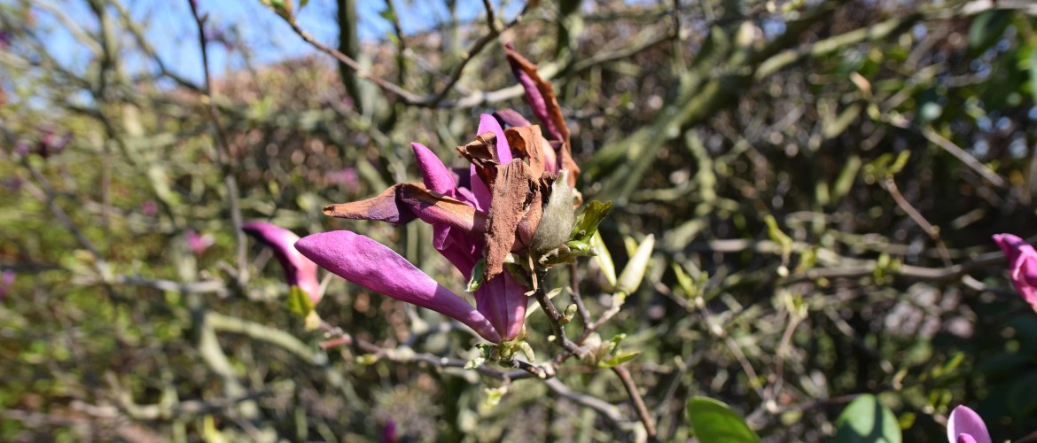 Bruin of zwart blad door vorstschade