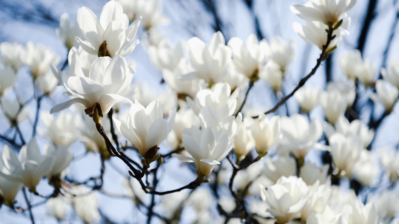 vroegbloeiende-heester-magnolia