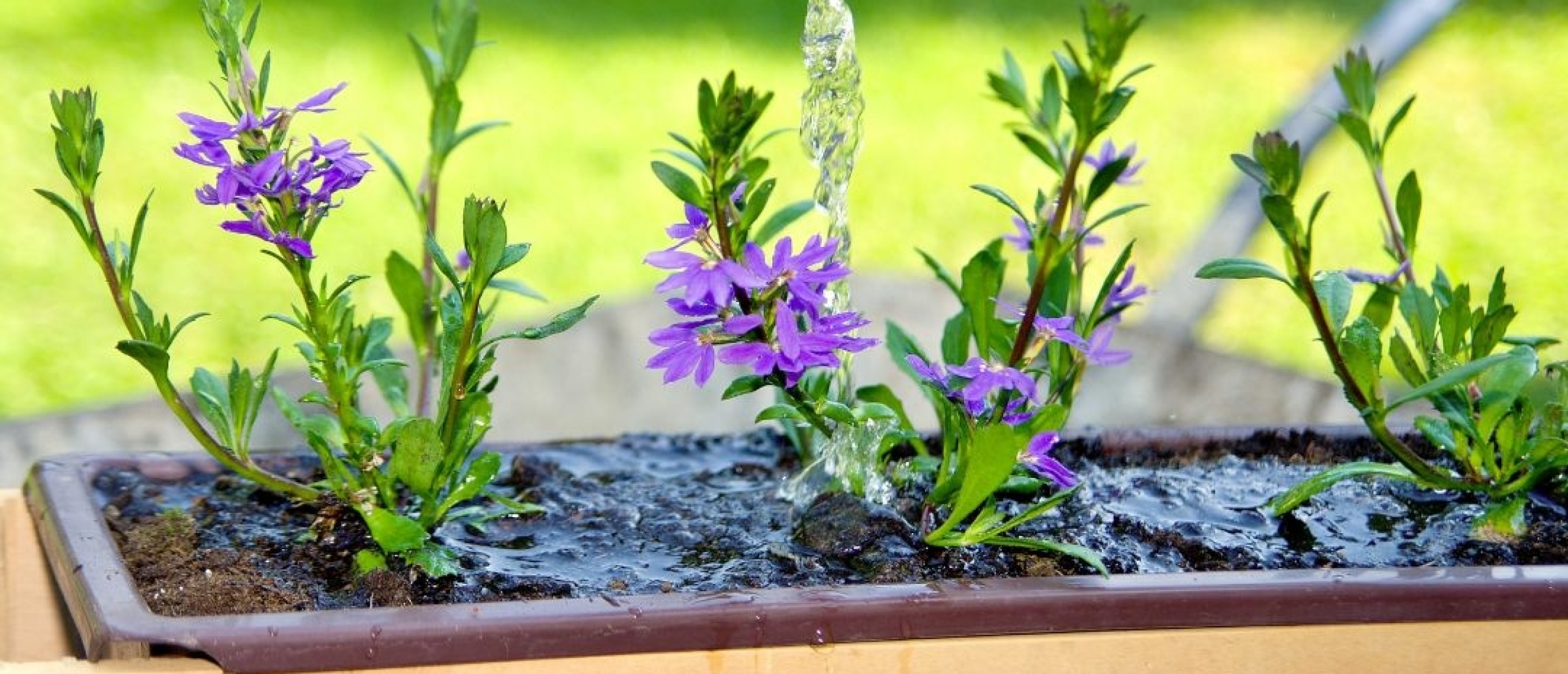 Hoe verzorg je planten tijdens extreme warmte?