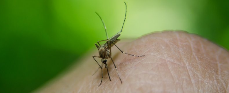 De 6 beste planten tegen muggen