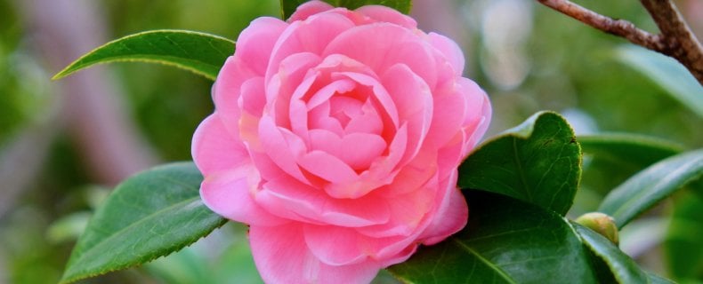 Hoe verzorg ik de Camellia japonica?