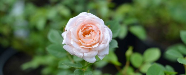 Tuintips voor rozen in je tuin