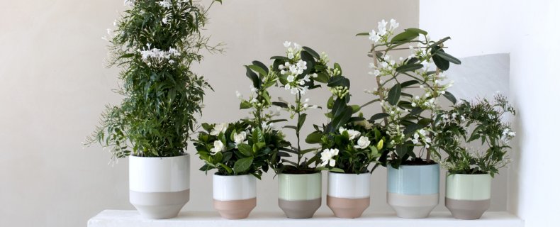 Witte geurende kamerplanten