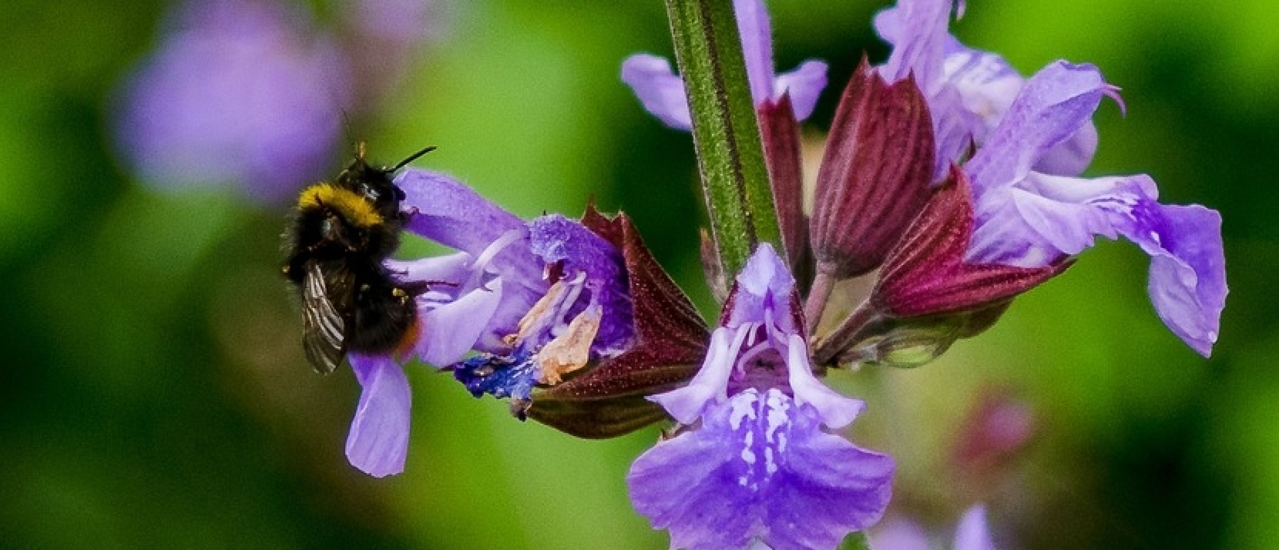 Zomer in de tuin: zo houd je jouw planten gezond en sterk