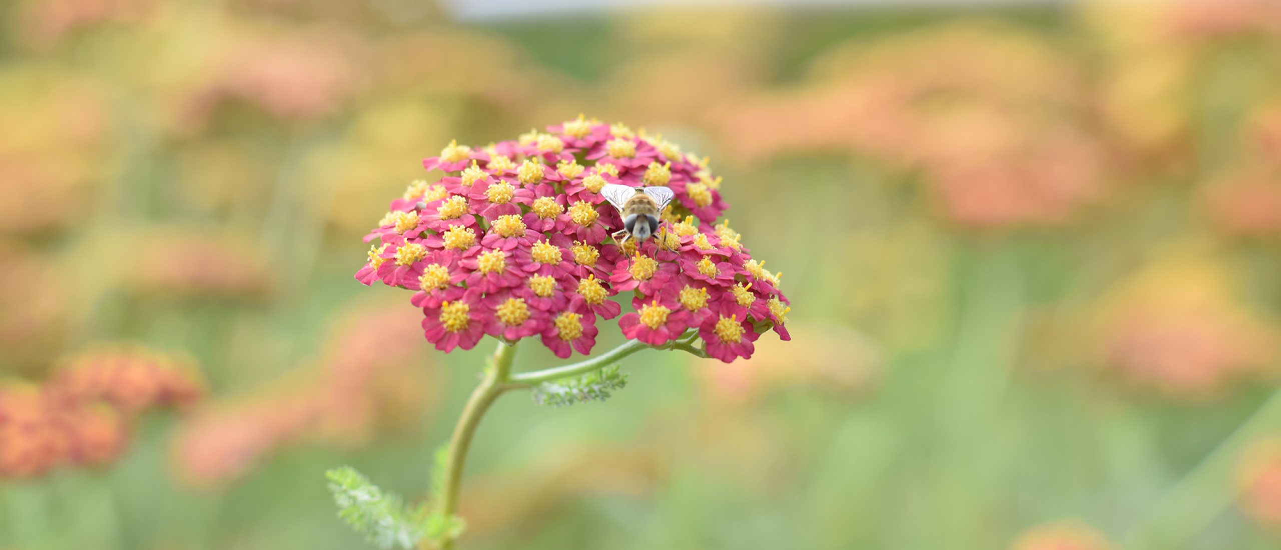 Hoe nuttige insecten jouw tuin beschermen
