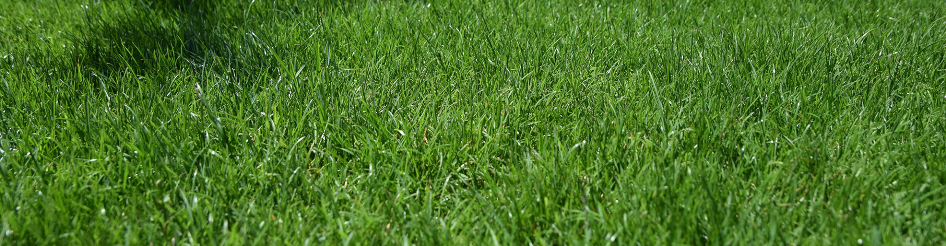 groen-gazon-aangelegd-hovenier