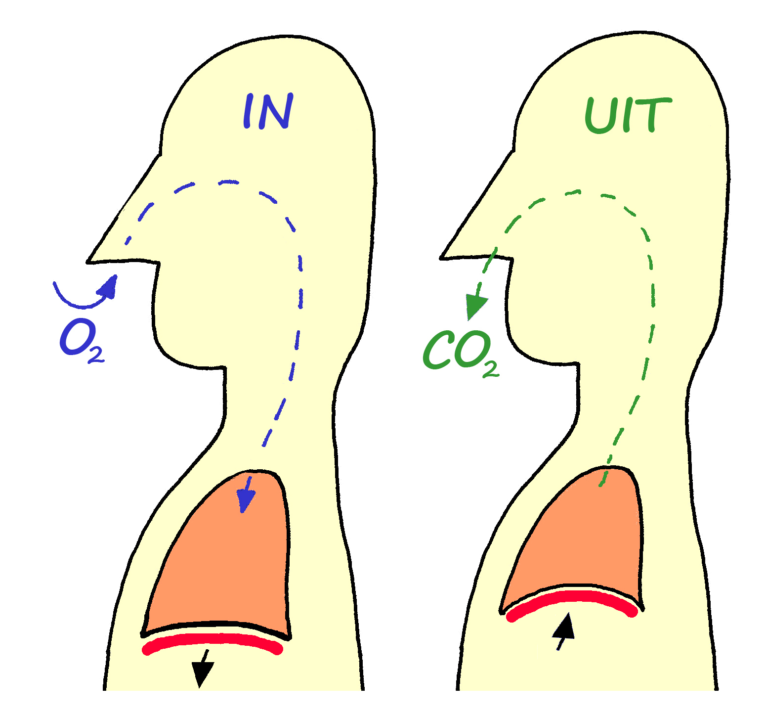 Zuurstof en koolzuurgas bij ademen