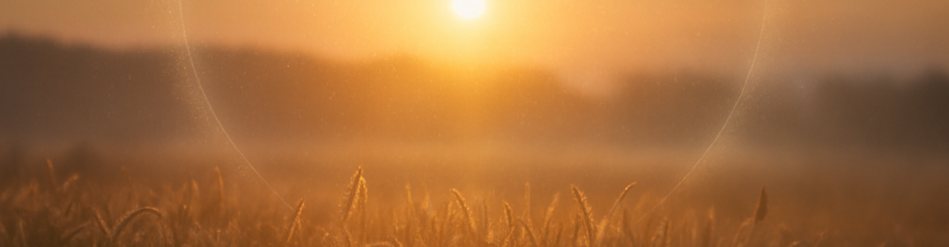 Lichtveldcirkel Hero – Zacht Lichtveld in Ochtendmist Een warme hero-afbeelding in de stijl van de Lichtveldcirkel: een graanveld in zacht licht met een subtiele lichtcirkel die rust, aanwezigheid en zachtheid oproept.