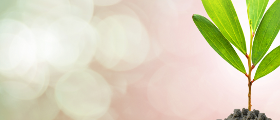 Opstellingsdag Systemisch Coachen