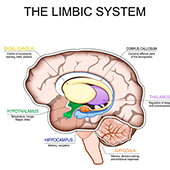 limbisch systeem