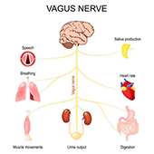 nervus vagus