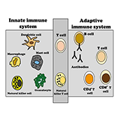 t-cellen en nk-ellen