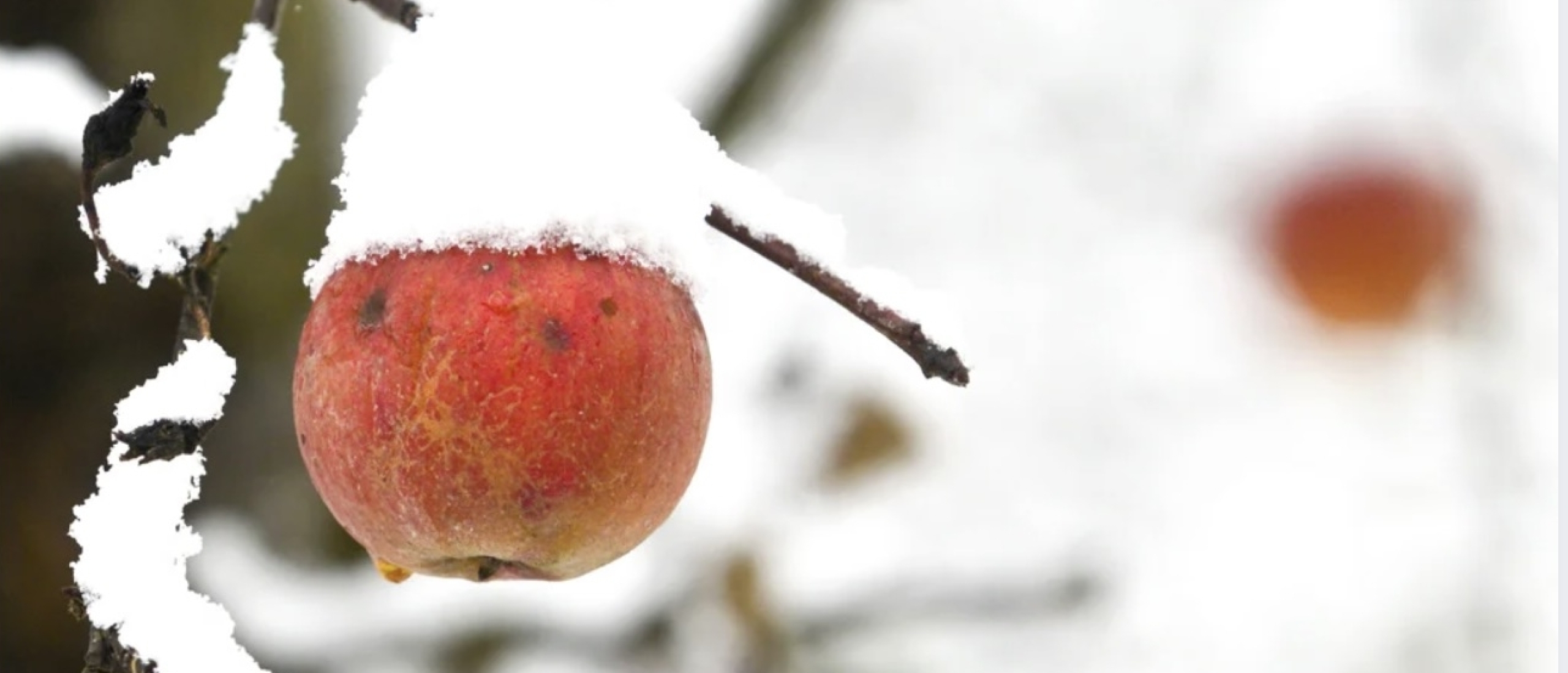 rijpe-appel-metafoor-voor-onbenut-talent-en-wijsheid