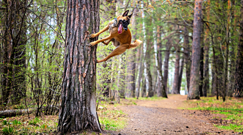 Tarzan af!