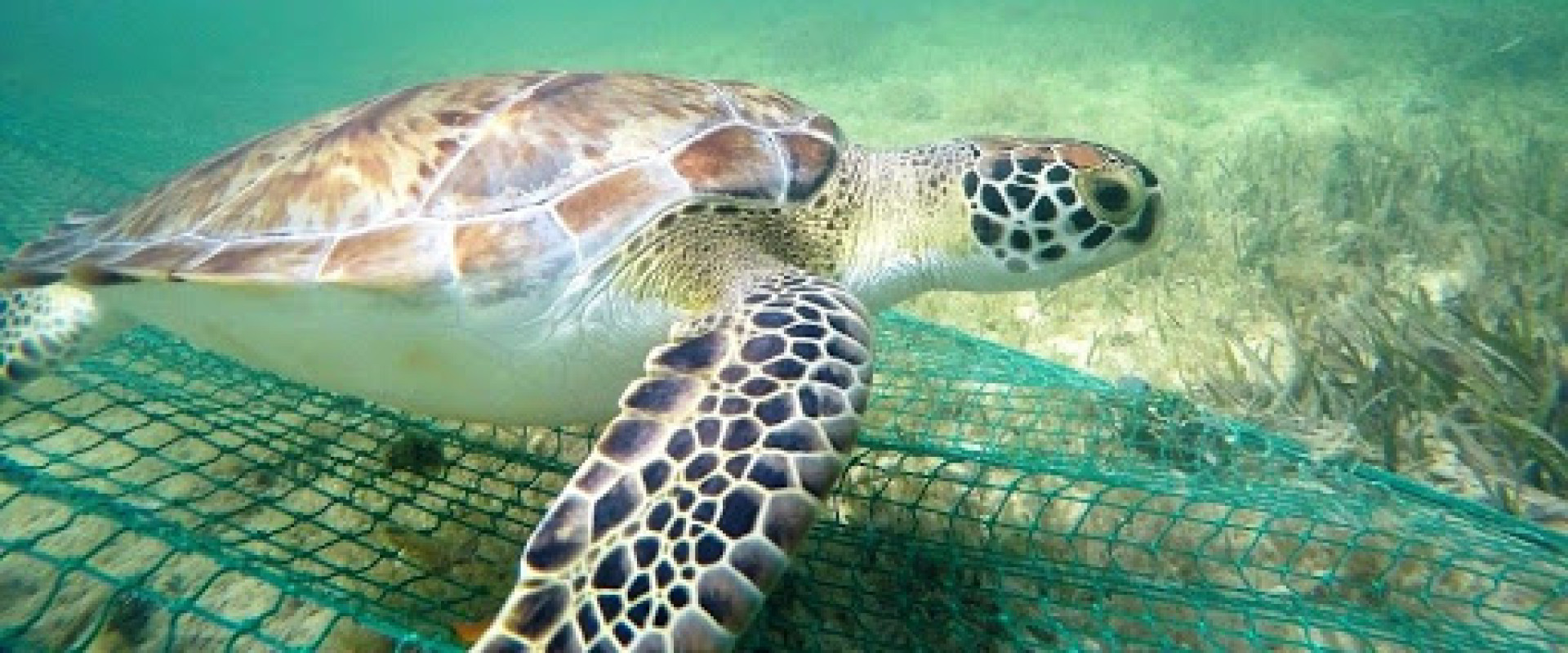 Waarom je nu beter een zeeschildpad kunt zijn