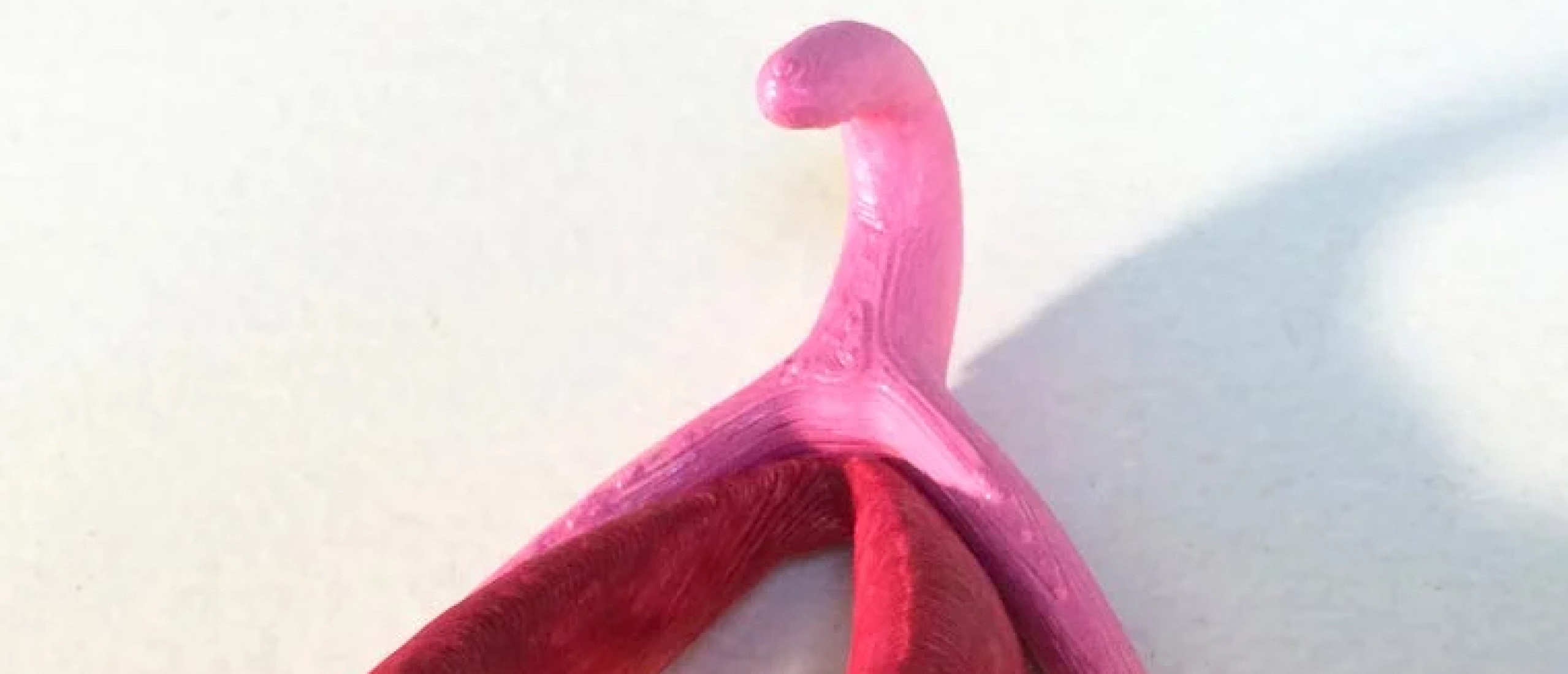 Waar zit de clitoris? De anatomie van de clitoris in 3D!