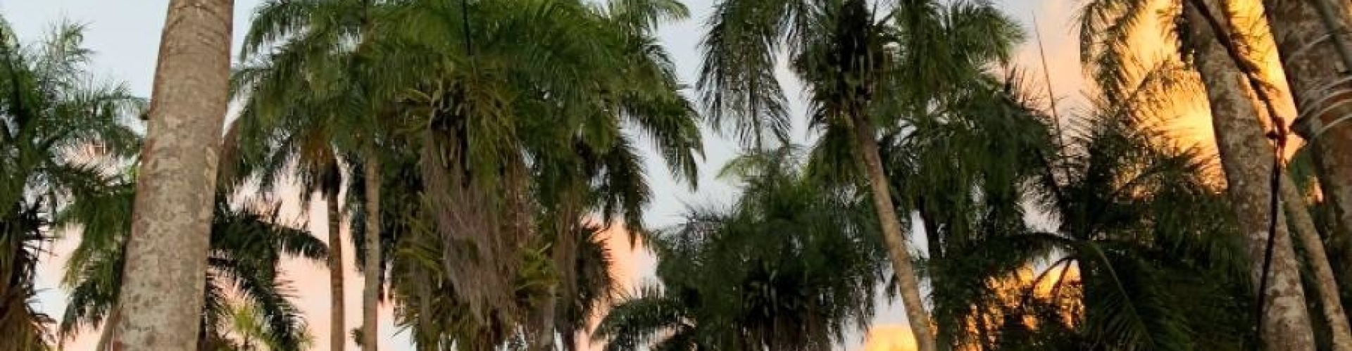 palmtuin in suriname palm tuin met lyluah