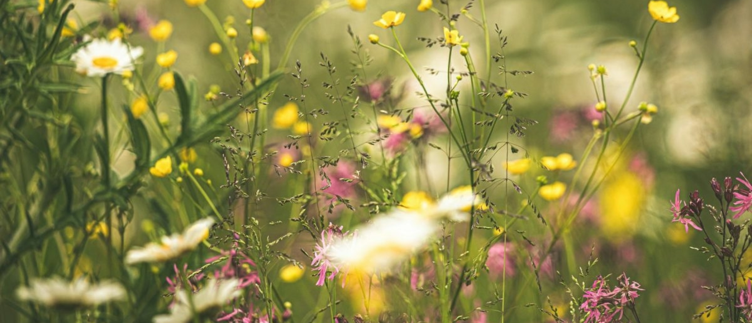 Maai mei niet: van biljartlaken naar bloemenwei