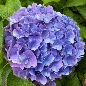 blauwe hortensia