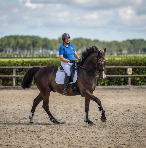 dressage training