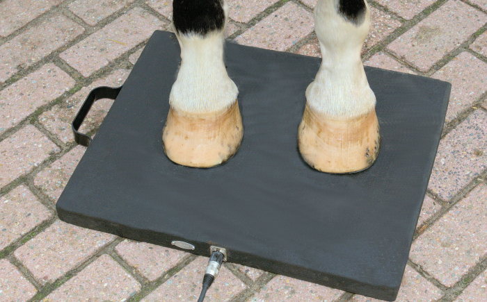 hoofpad, pemf therapy for feet problems of the horse