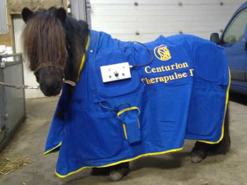 magnetic field therapy also for  small ponies