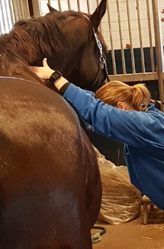 massage your horse