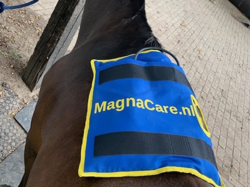 use minipulse on the back of a horse