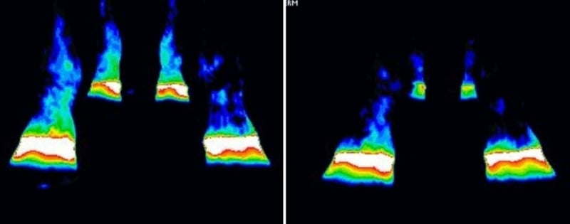 thermal-image-laminitis before and after pemf treatment