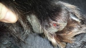 wound after laser treatment