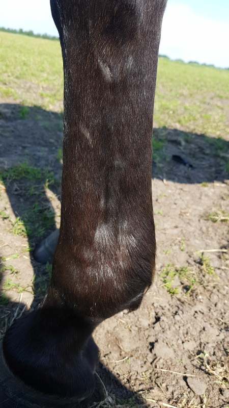 wound and tendom completely healed after laser therapy