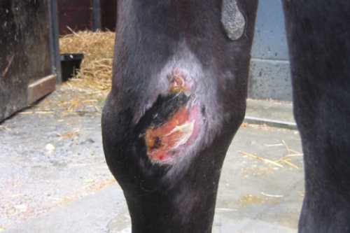 wound before laser therapy