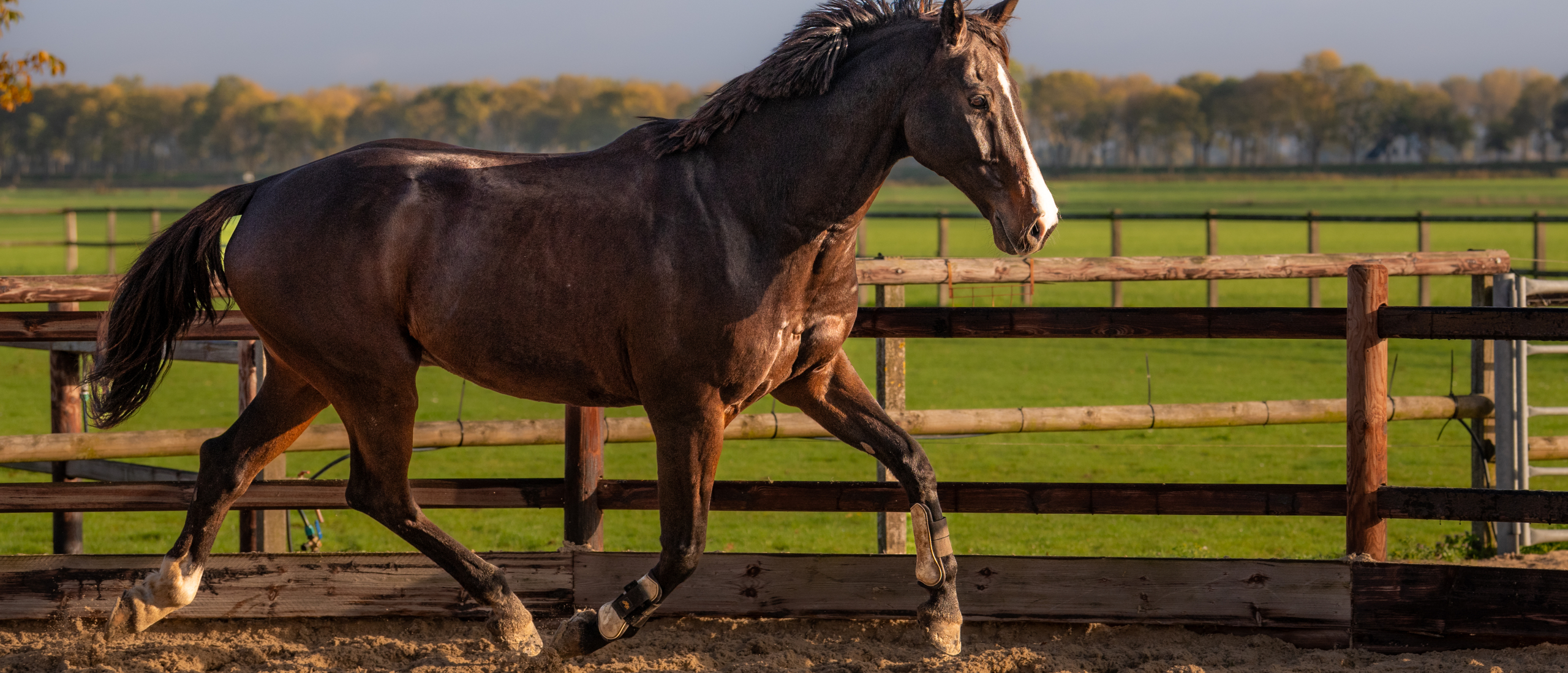 spronggewricht spronggewricht