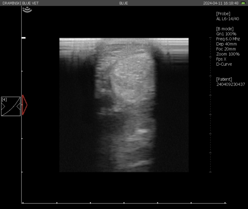 echo-checkligament-belinda-koops