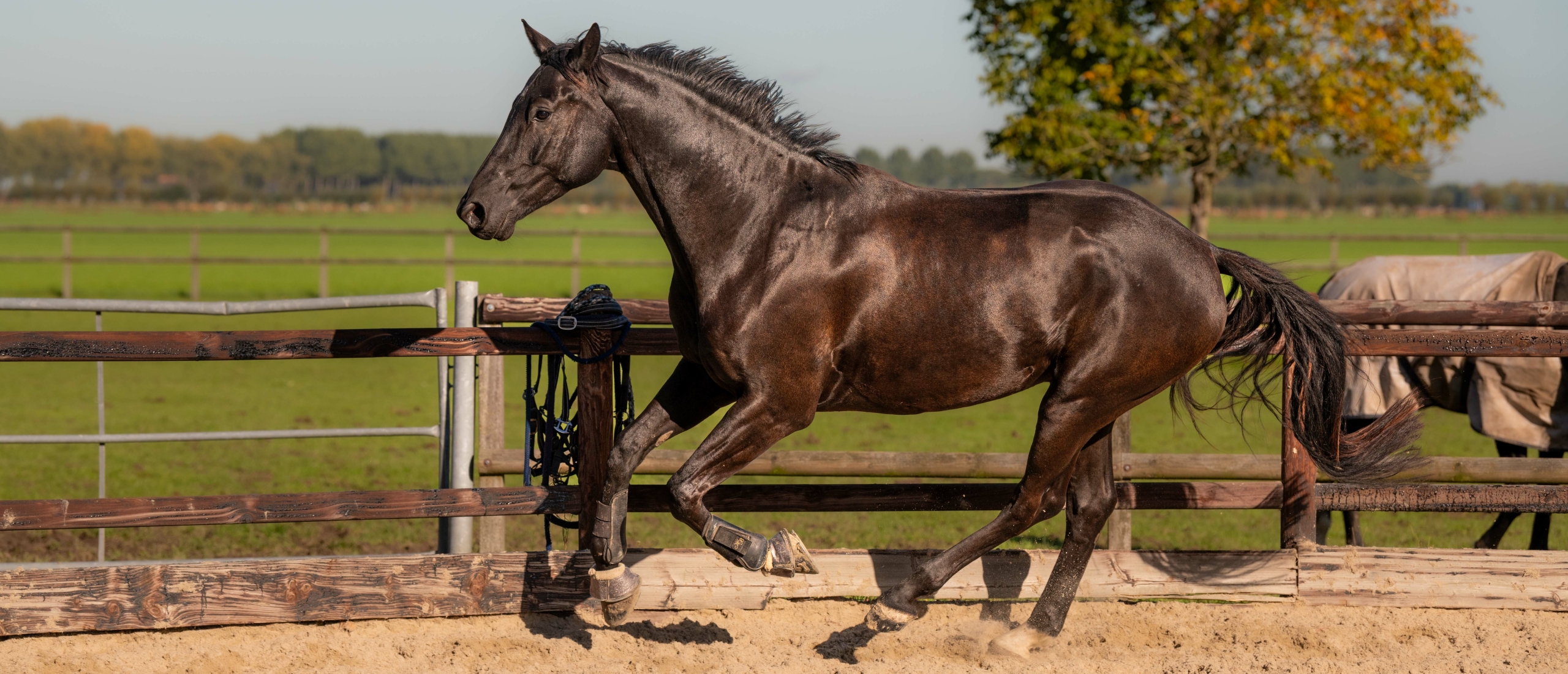 paard in galop paard in galop