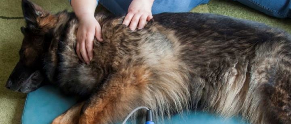 Ervaringen met magneetveldtherapie bij honden