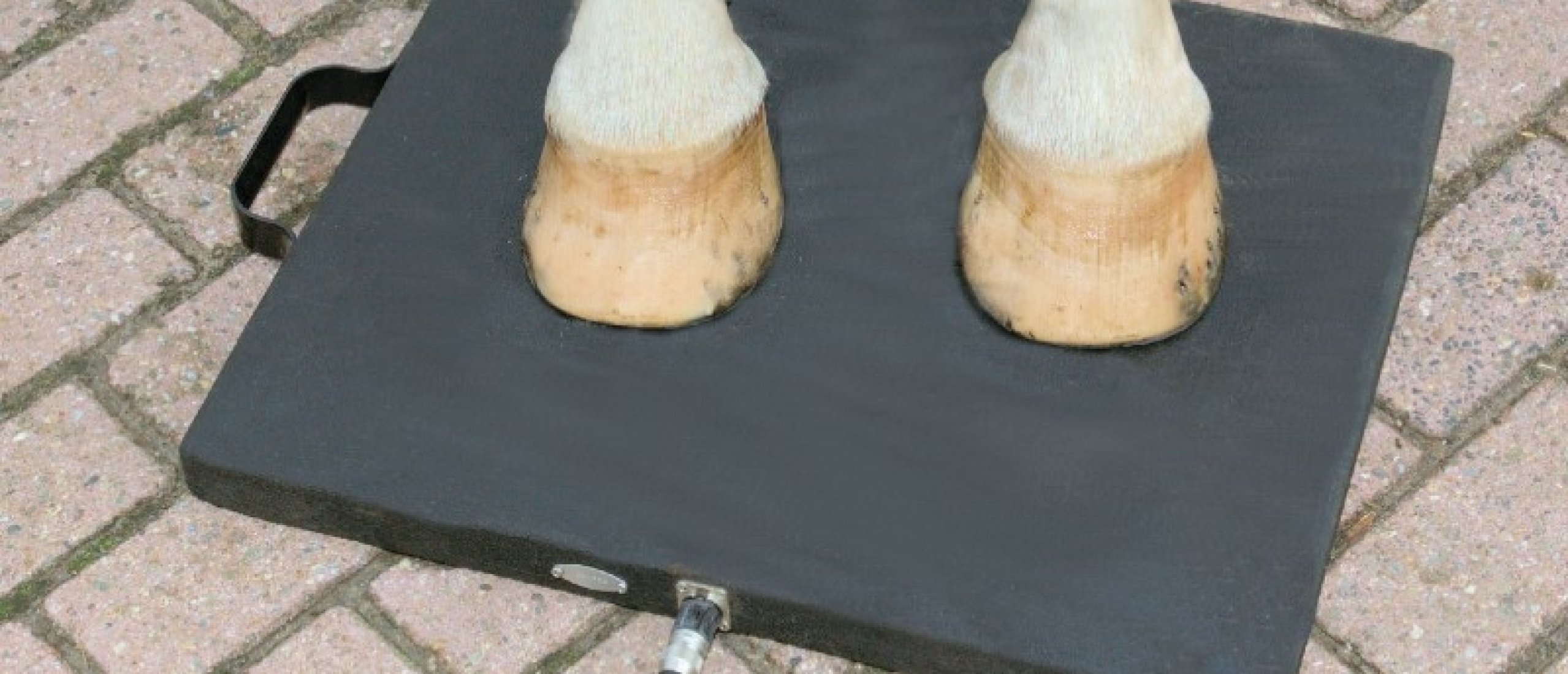 hoofpad