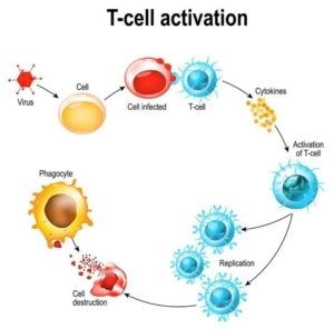 schematische uitleg van het immuunsysteem
