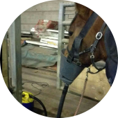 paard met astma aan transpirator