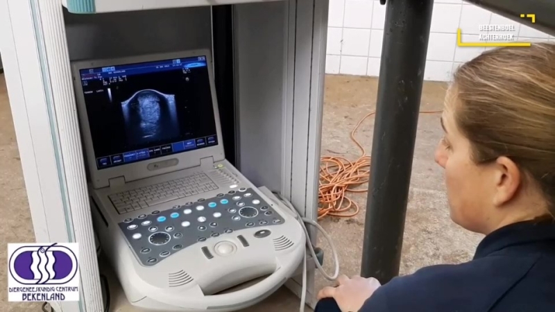 minipulse-bij-blessure-checkligament minipulse-bij-blessure-checkligament