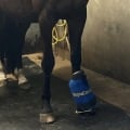 minipulse-voor-behandeling-checkligament van paard van annemiek ter horst